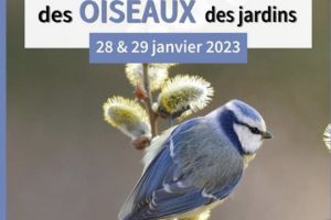 Comptage des oiseaux des jardins