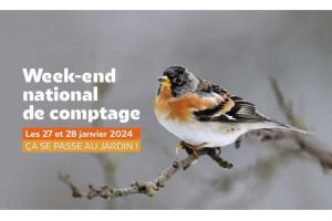 Comptage des oiseaux des jardins 2024