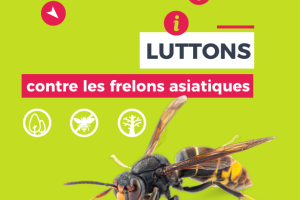 Lutte contre le frelon asiatique