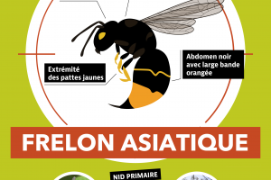 Prolifération des frelons asiatiques